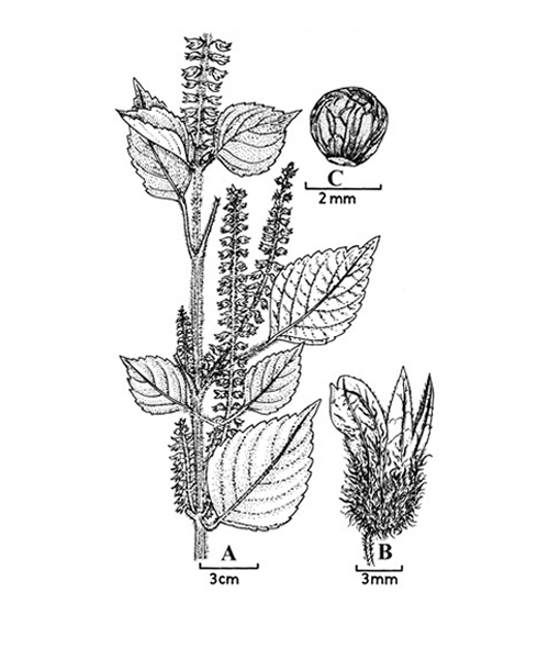 Natural compounds from  Perilla frutescens